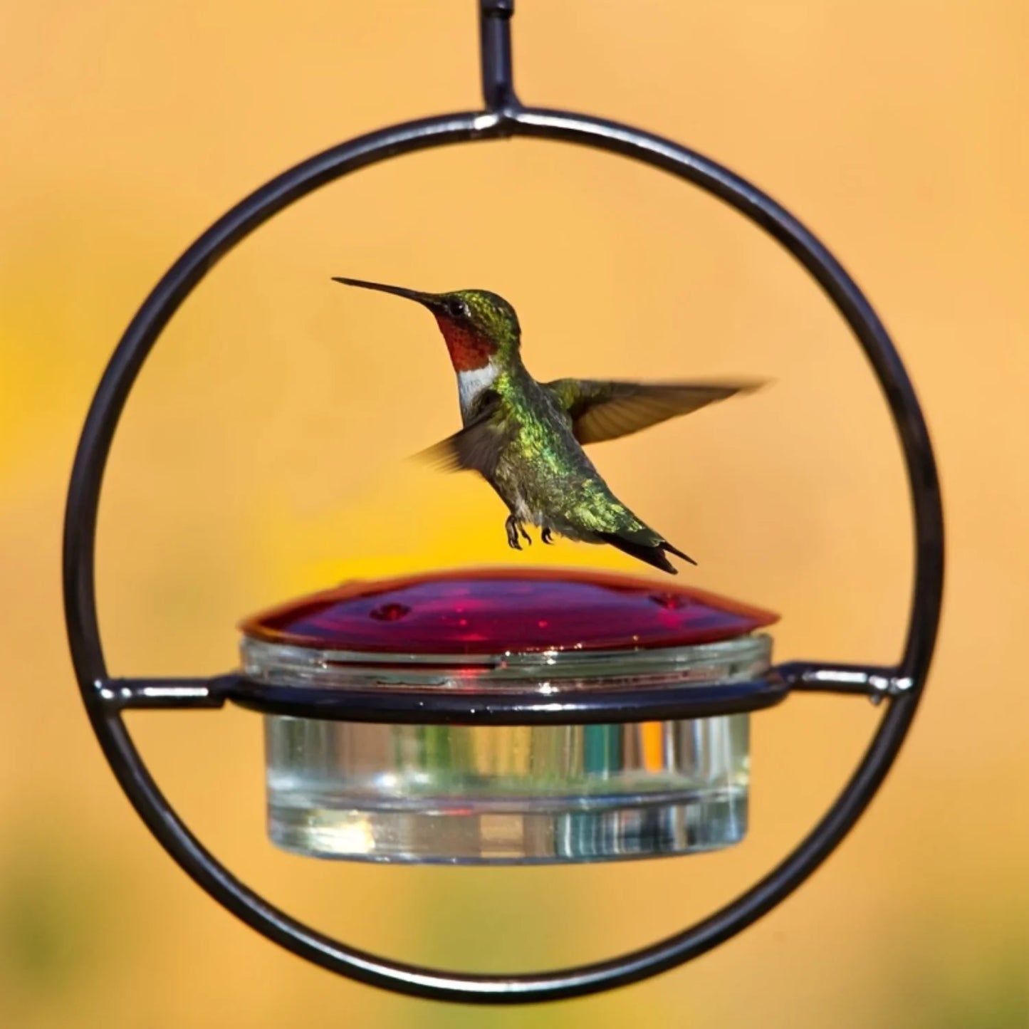 Hanging Hummingbird Feeder,