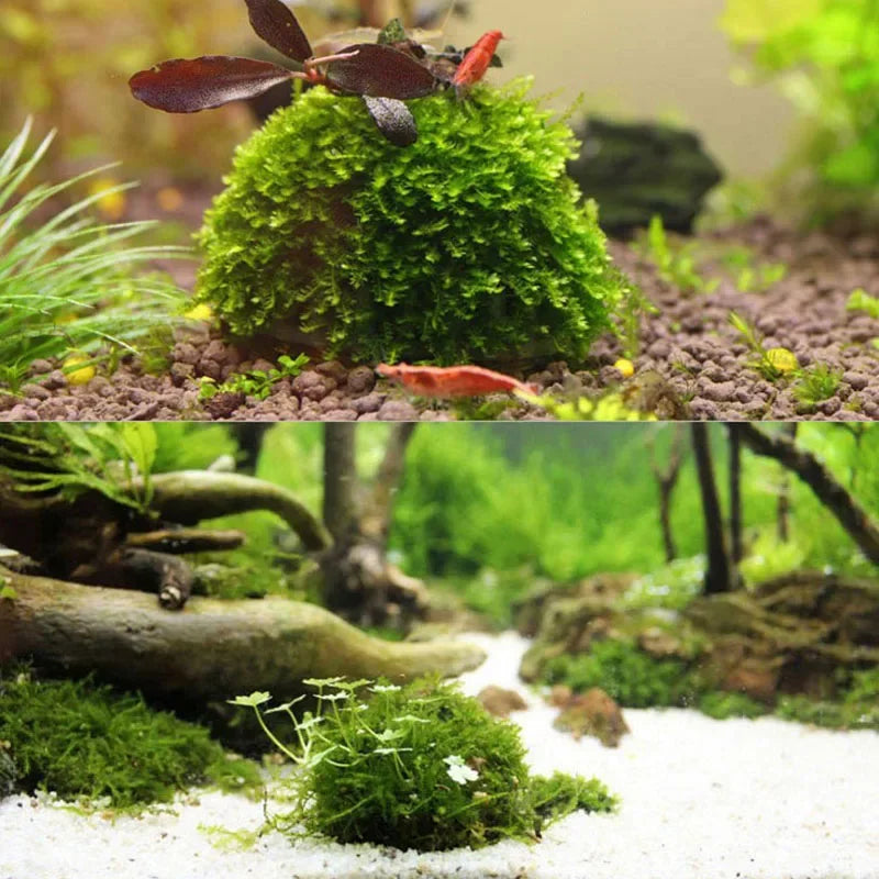 Aquarium Decoration Plant