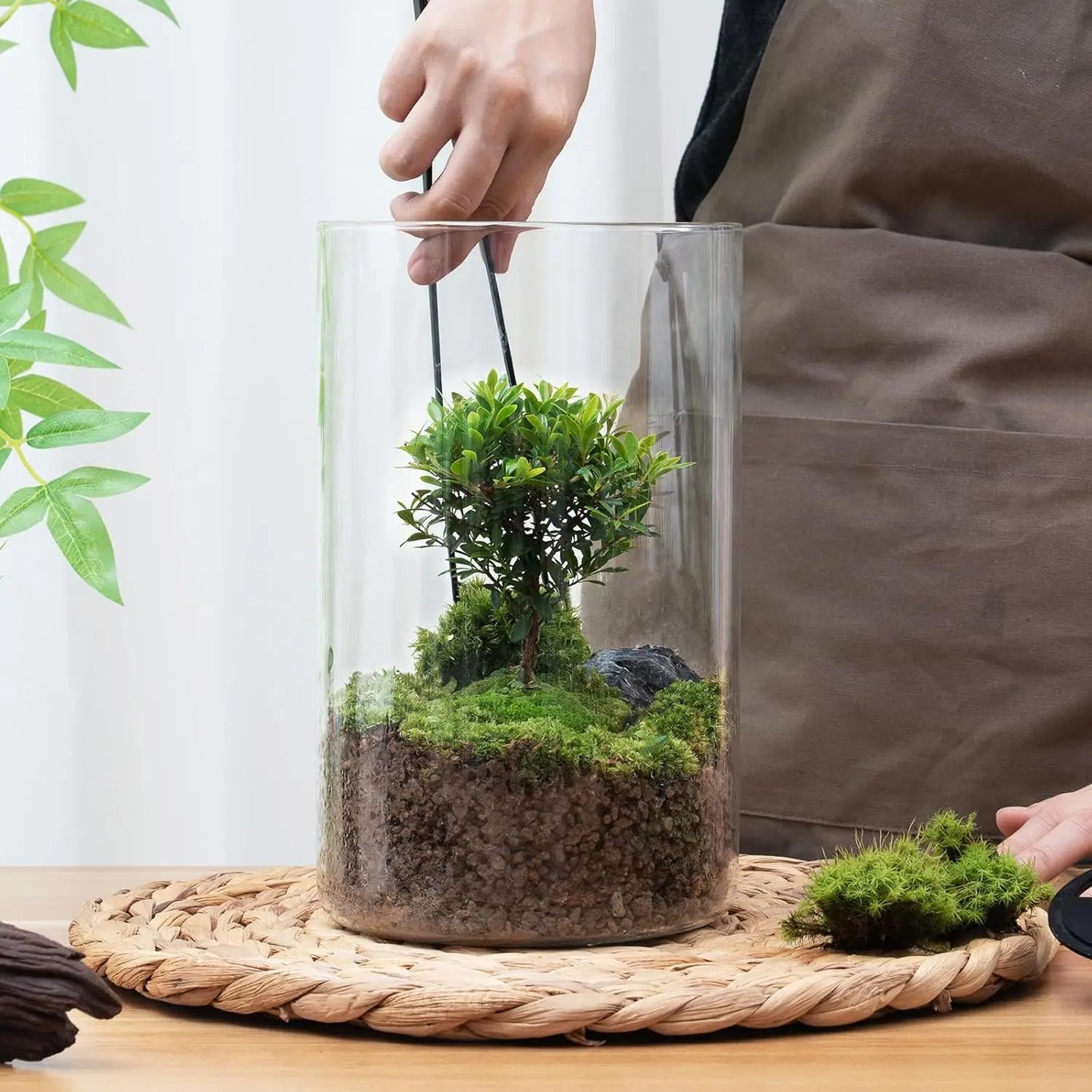 Desktop Glass Plant Terrarium