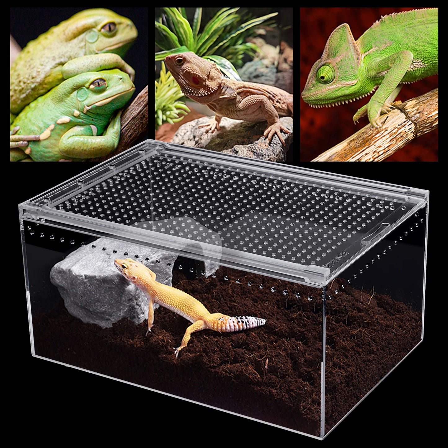 Transparent Pet Feeding Box