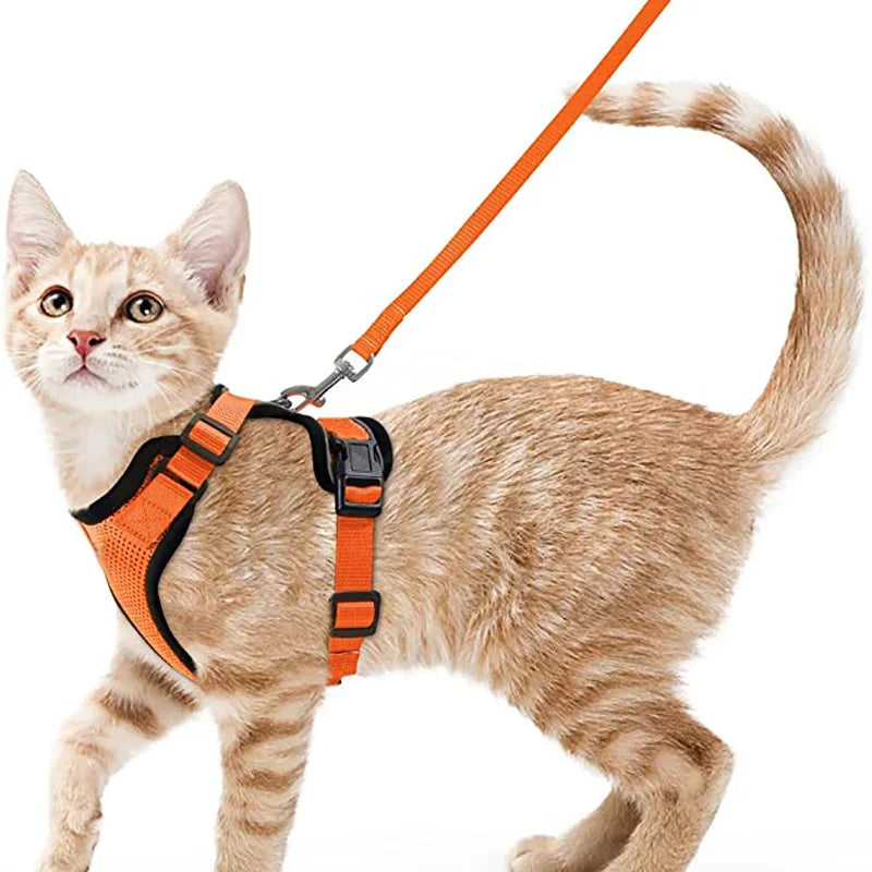 Cat Harness and Leash