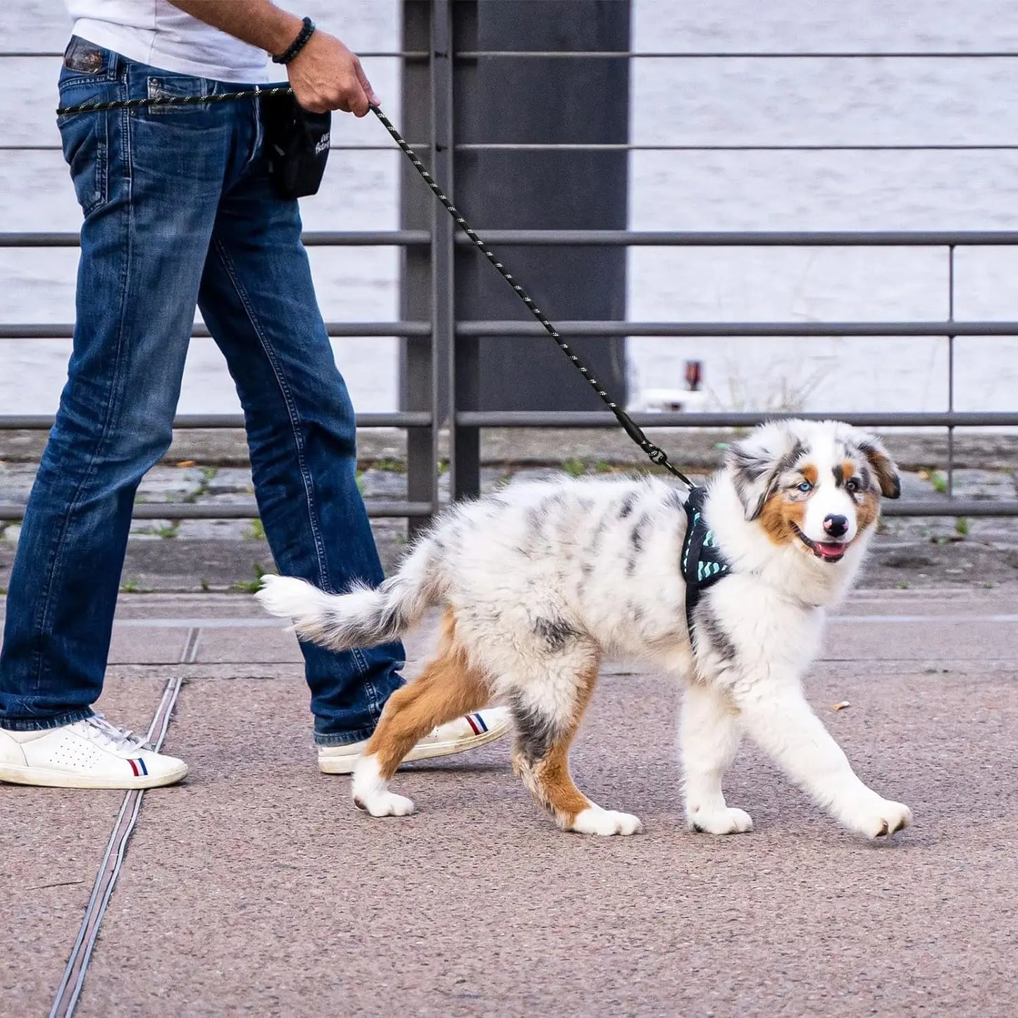 Dog Leash with Soft Padded Handle