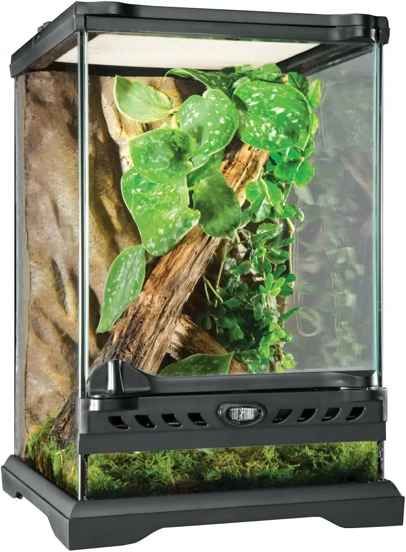 Glass Natural Terrarium Kit