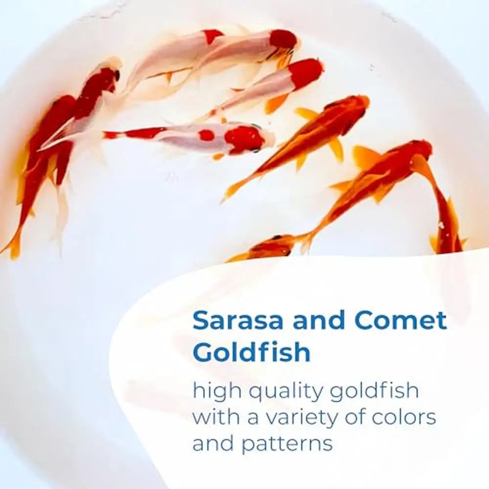 Live Sarasa & Comet Goldfish