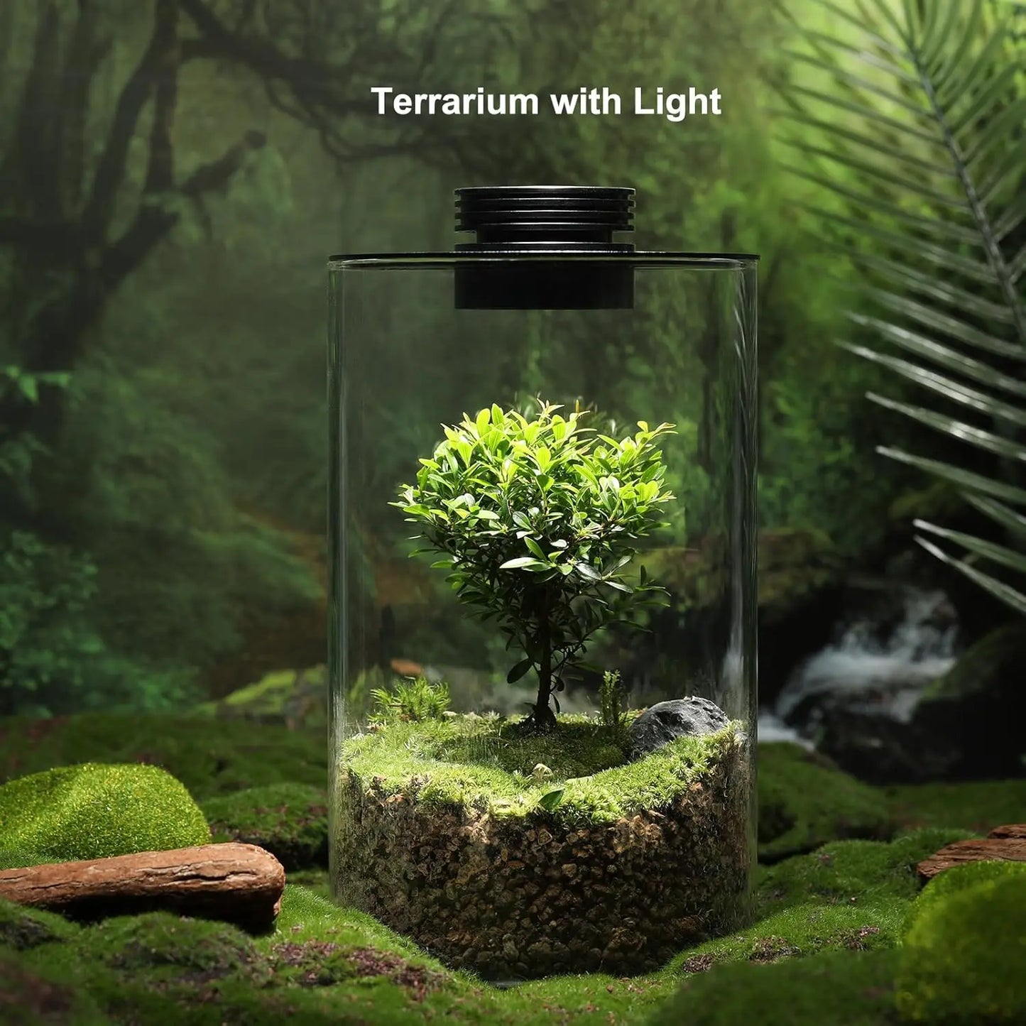 Desktop Glass Plant Terrarium