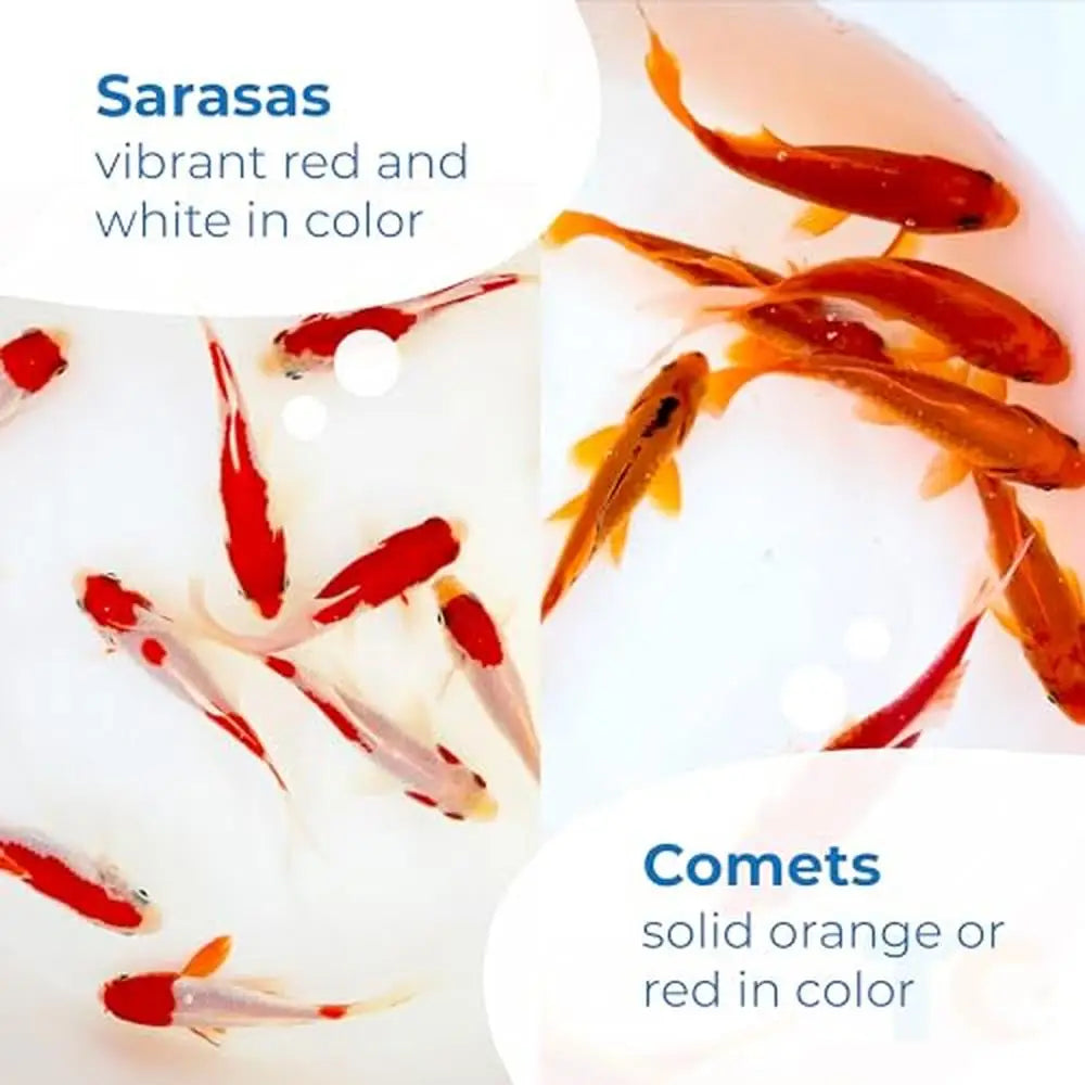 Live Sarasa & Comet Goldfish