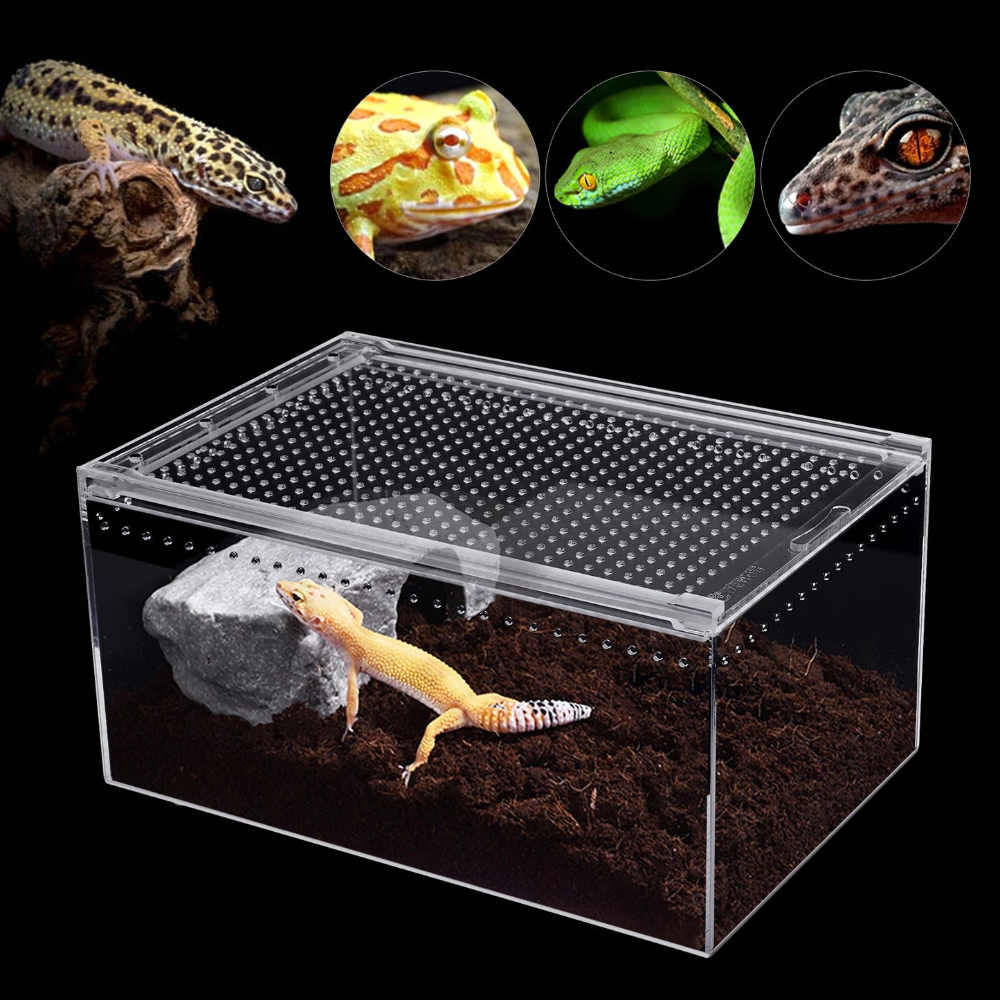 Transparent Pet Feeding Box