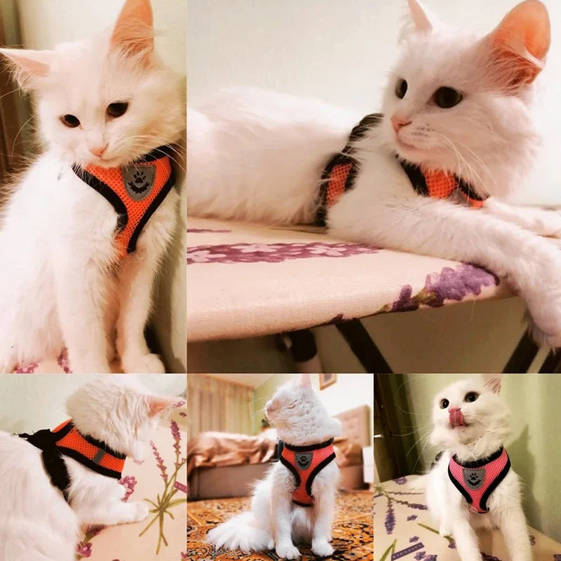 Summer Cat Dog Harness Lead