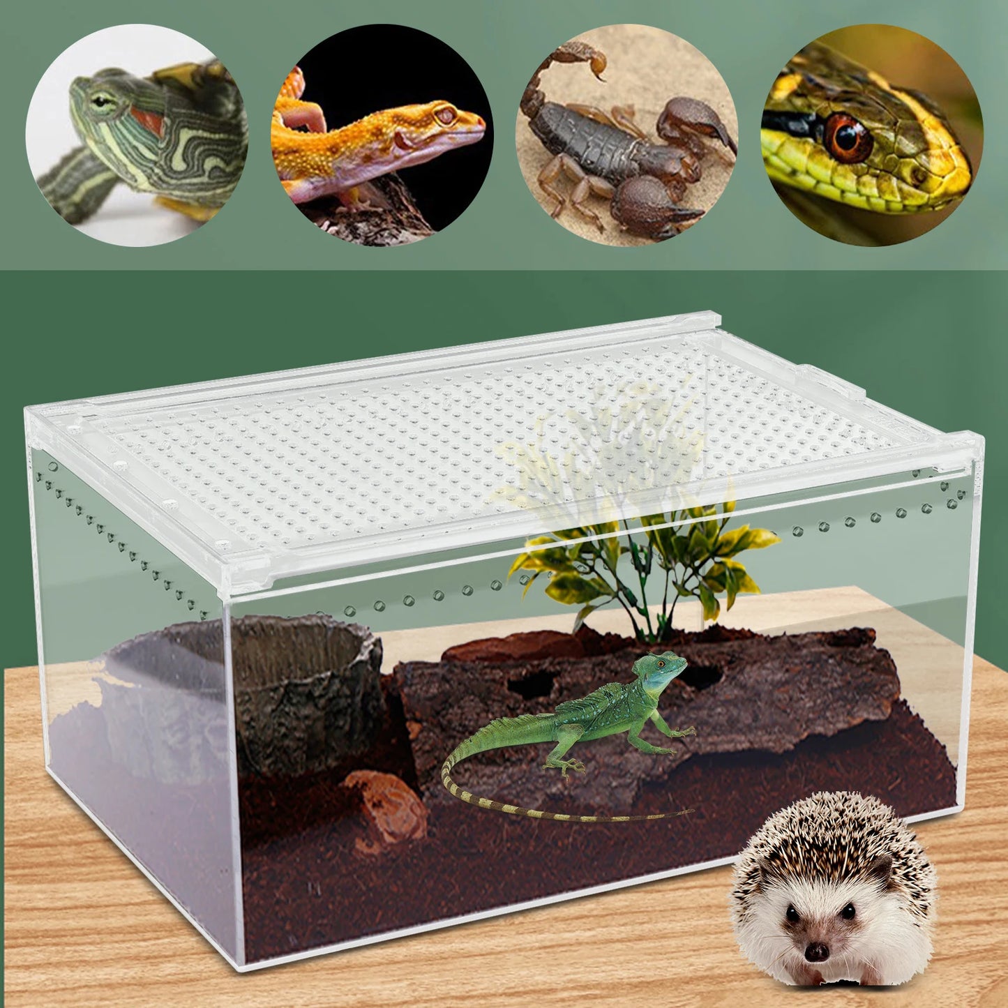 Transparent Pet Feeding Box